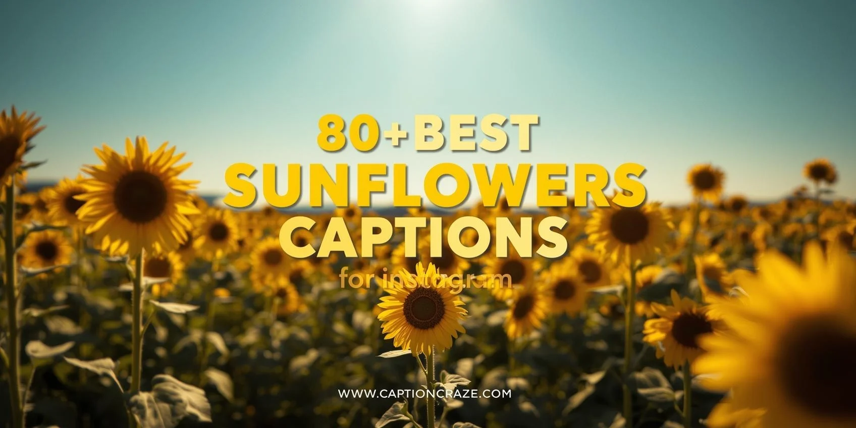 Sunflower Captions